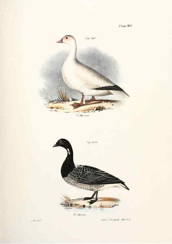 Reproducción/Reproduction 7894721492: Zoology of New York;. Albany :W. & A. White & J. Visscher :1842-44.