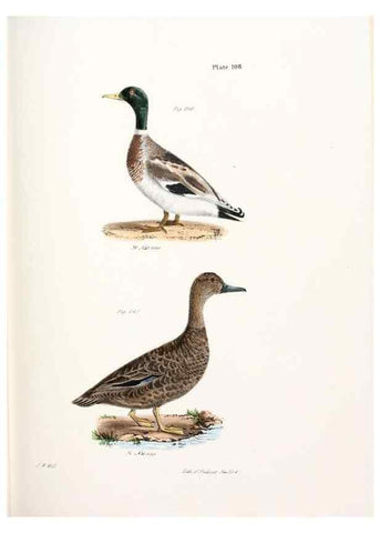 Reproducción/Reproduction 7894722210: Zoology of New York;. Albany :W. & A. White & J. Visscher :1842-44.