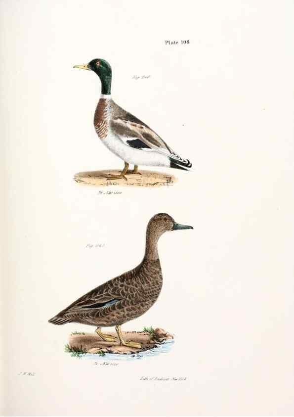 Reproducción/Reproduction 7894722210: Zoology of New York;. Albany :W. & A. White & J. Visscher :1842-44.