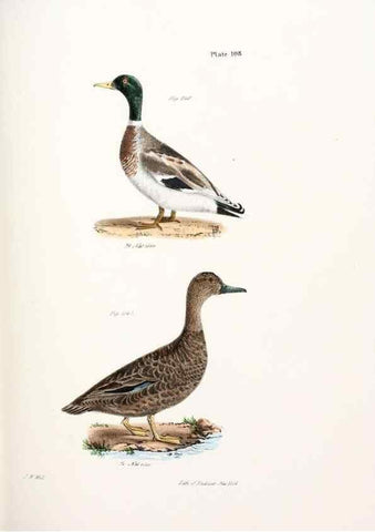 Reproducción/Reproduction 7894722210: Zoology of New York;. Albany :W. & A. White & J. Visscher :1842-44.