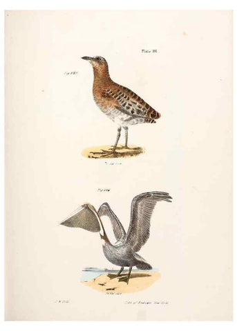 Reproducción/Reproduction 7894716992: Zoology of New York;. Albany :W. & A. White & J. Visscher :1842-44.