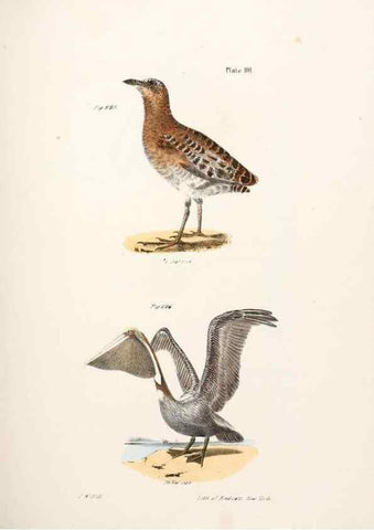Reproducción/Reproduction 7894716992: Zoology of New York;. Albany :W. & A. White & J. Visscher :1842-44.