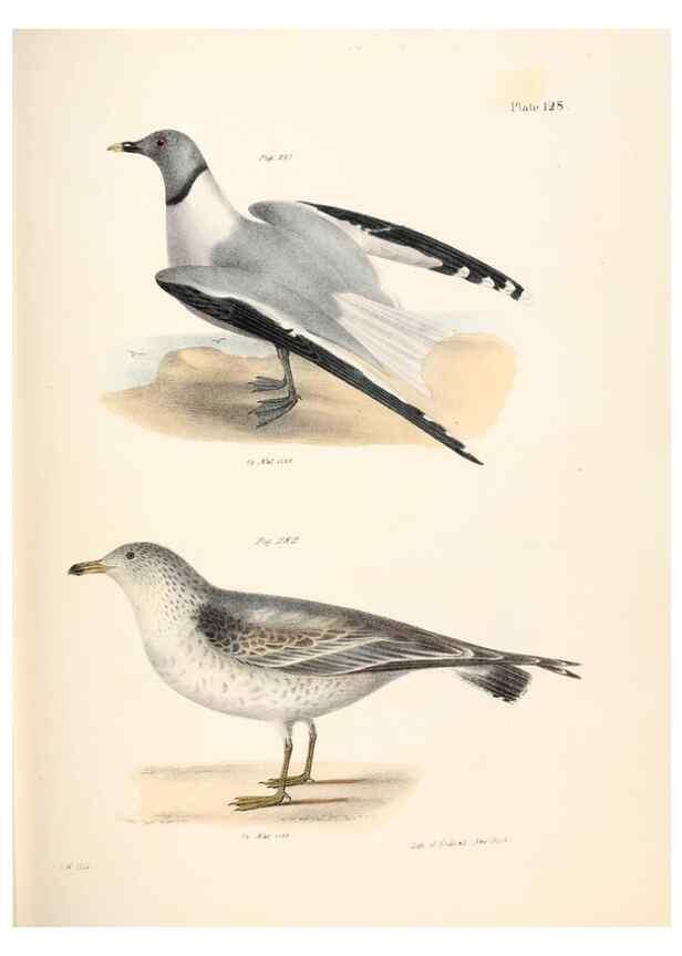 Reproducción/Reproduction 7894736028: Zoology of New York;. Albany :W. & A. White & J. Visscher :1842-44.