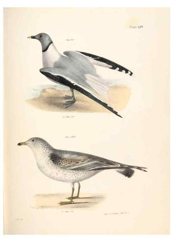 Reproducción/Reproduction 7894736028: Zoology of New York;. Albany :W. & A. White & J. Visscher :1842-44.