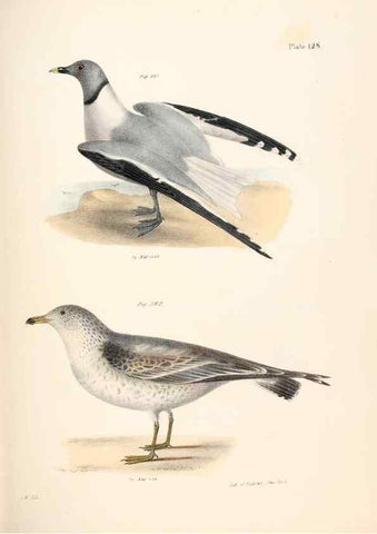 Reproducción/Reproduction 7894736028: Zoology of New York;. Albany :W. & A. White & J. Visscher :1842-44.