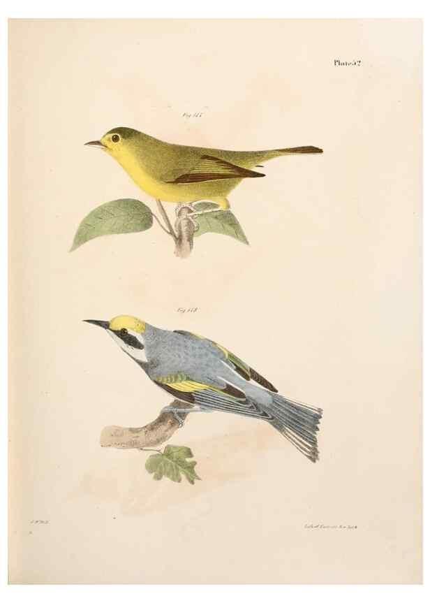 Reproducción/Reproduction 7894682108: Zoology of New York;. Albany :W. & A. White & J. Visscher :1842-44.