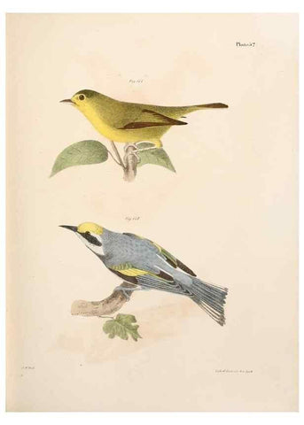 Reproducción/Reproduction 7894682108: Zoology of New York;. Albany :W. & A. White & J. Visscher :1842-44.