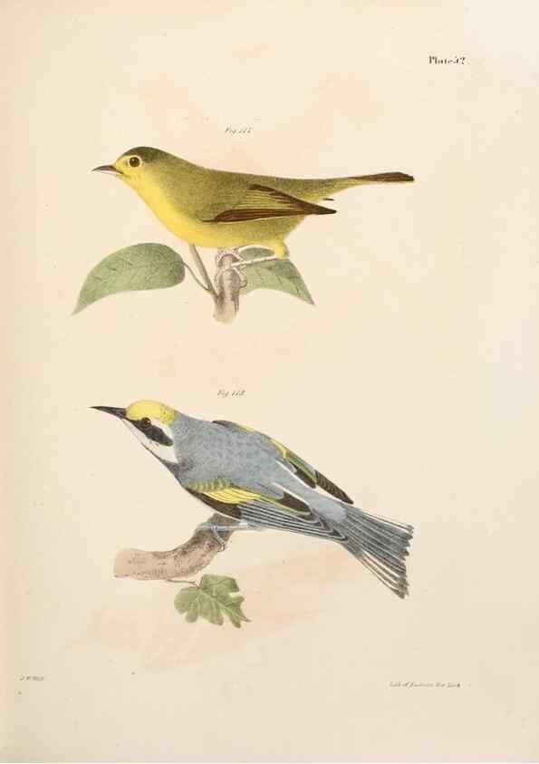Reproducción/Reproduction 7894682108: Zoology of New York;. Albany :W. & A. White & J. Visscher :1842-44.