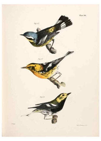 Reproducción/Reproduction 7894680928: Zoology of New York;. Albany :W. & A. White & J. Visscher :1842-44.