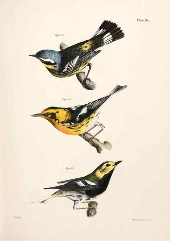 Reproducción/Reproduction 7894680928: Zoology of New York;. Albany :W. & A. White & J. Visscher :1842-44.