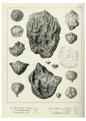 Reproducción/Reproduction 7879862416: Recherches sur les Crinoïdes du terrain Carbonifère de la Belgique, &c. /. 1854.