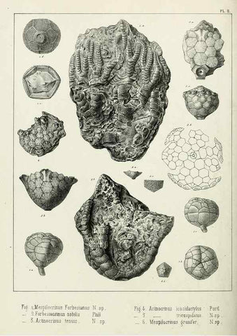 Reproducción/Reproduction 7879862416: Recherches sur les Crinoïdes du terrain Carbonifère de la Belgique, &c. /. 1854.