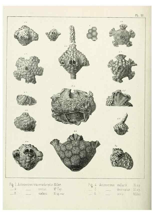 Reproducción/Reproduction 7879863212: Recherches sur les Crinoïdes du terrain Carbonifère de la Belgique, &c. /. 1854.