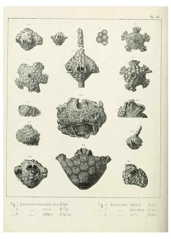 Reproducción/Reproduction 7879863212: Recherches sur les Crinoïdes du terrain Carbonifère de la Belgique, &c. /. 1854.