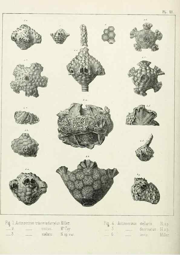 Reproducción/Reproduction 7879863212: Recherches sur les Crinoïdes du terrain Carbonifère de la Belgique, &c. /. 1854.