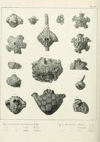 Reproducción/Reproduction 7879863212: Recherches sur les Crinoïdes du terrain Carbonifère de la Belgique, &c. /. 1854.