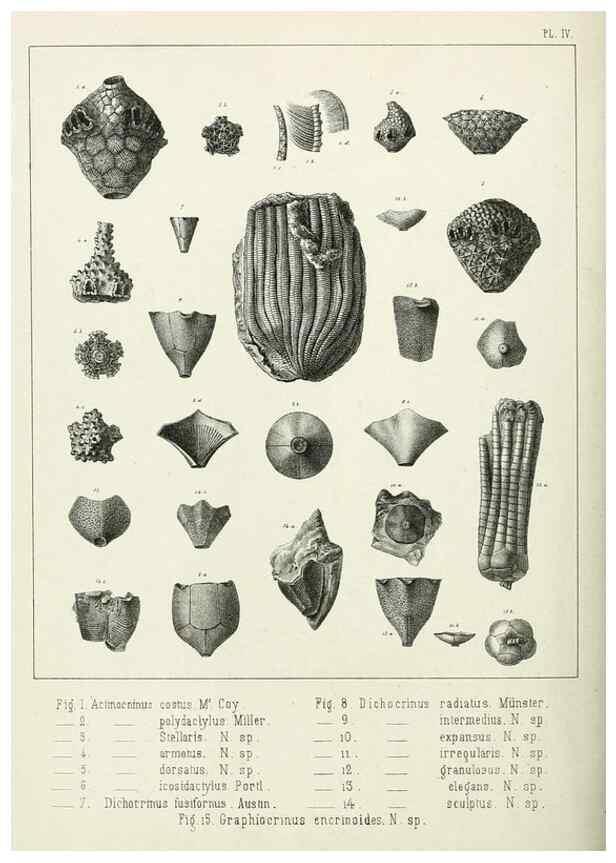 Reproducción/Reproduction 7879864180: Recherches sur les Crinoïdes du terrain Carbonifère de la Belgique, &c. /. 1854.