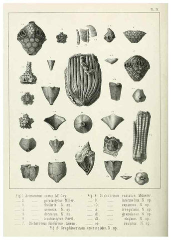 Reproducción/Reproduction 7879864180: Recherches sur les Crinoïdes du terrain Carbonifère de la Belgique, &c. /. 1854.