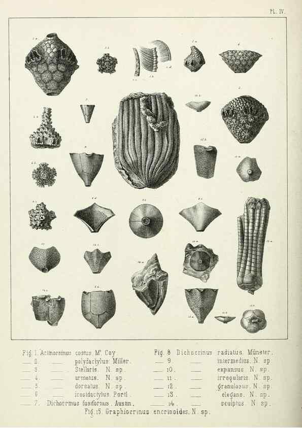 Reproducción/Reproduction 7879864180: Recherches sur les Crinoïdes du terrain Carbonifère de la Belgique, &c. /. 1854.