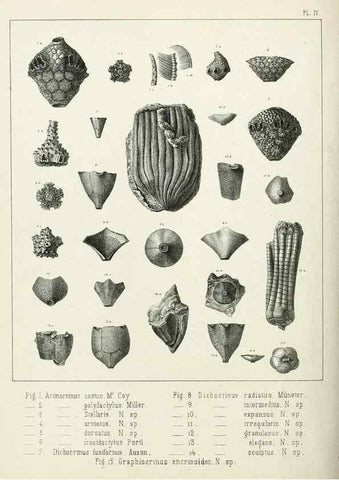 Reproducción/Reproduction 7879864180: Recherches sur les Crinoïdes du terrain Carbonifère de la Belgique, &c. /. 1854.