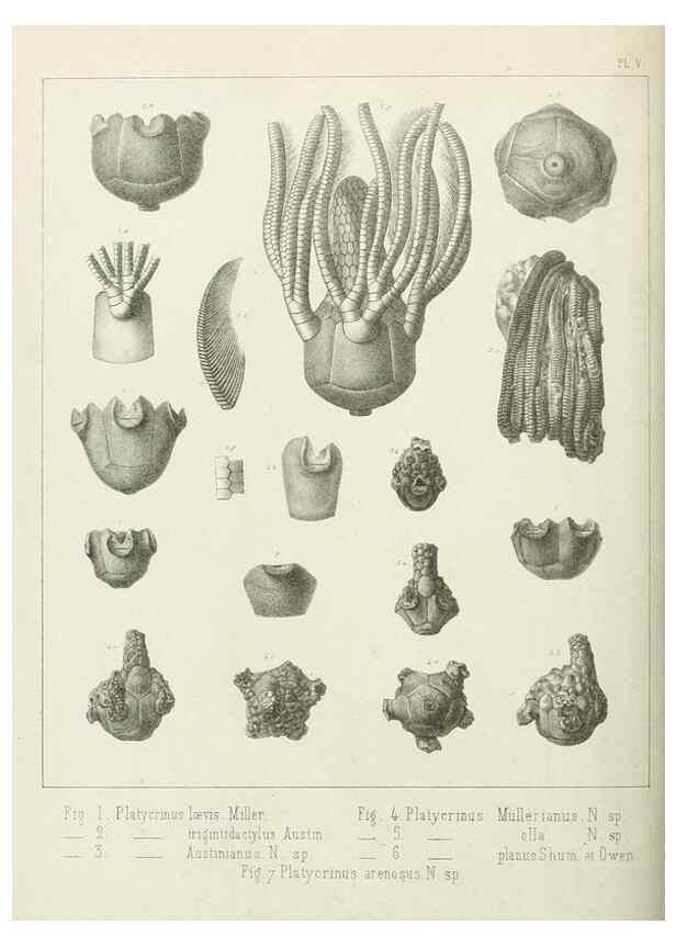 Reproducción/Reproduction 7879865056: Recherches sur les Crinoïdes du terrain Carbonifère de la Belgique, &c. /. 1854.