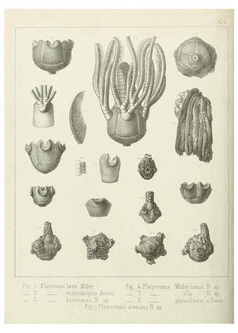 Reproducción/Reproduction 7879865056: Recherches sur les Crinoïdes du terrain Carbonifère de la Belgique, &c. /. 1854.