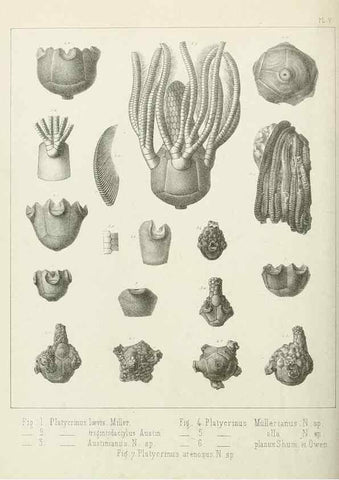 Reproducción/Reproduction 7879865056: Recherches sur les Crinoïdes du terrain Carbonifère de la Belgique, &c. /. 1854.