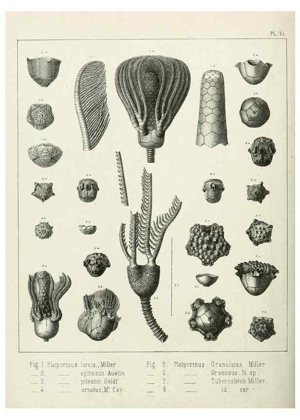 Reproducción/Reproduction 7879865912: Recherches sur les Crinoïdes du terrain Carbonifère de la Belgique, &c. /. 1854.