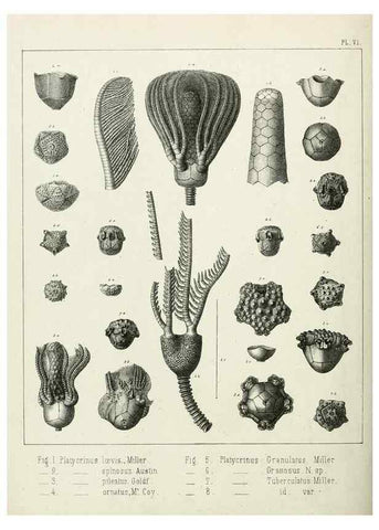 Reproducción/Reproduction 7879865912: Recherches sur les Crinoïdes du terrain Carbonifère de la Belgique, &c. /. 1854.