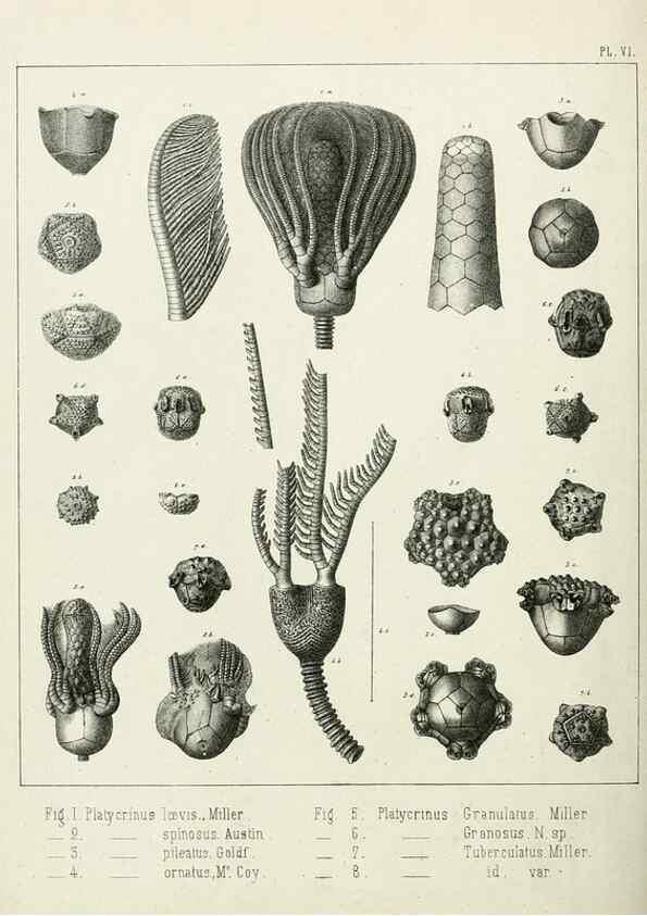 Reproducción/Reproduction 7879865912: Recherches sur les Crinoïdes du terrain Carbonifère de la Belgique, &c. /. 1854.