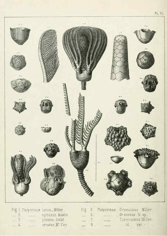 Reproducción/Reproduction 7879865912: Recherches sur les Crinoïdes du terrain Carbonifère de la Belgique, &c. /. 1854.