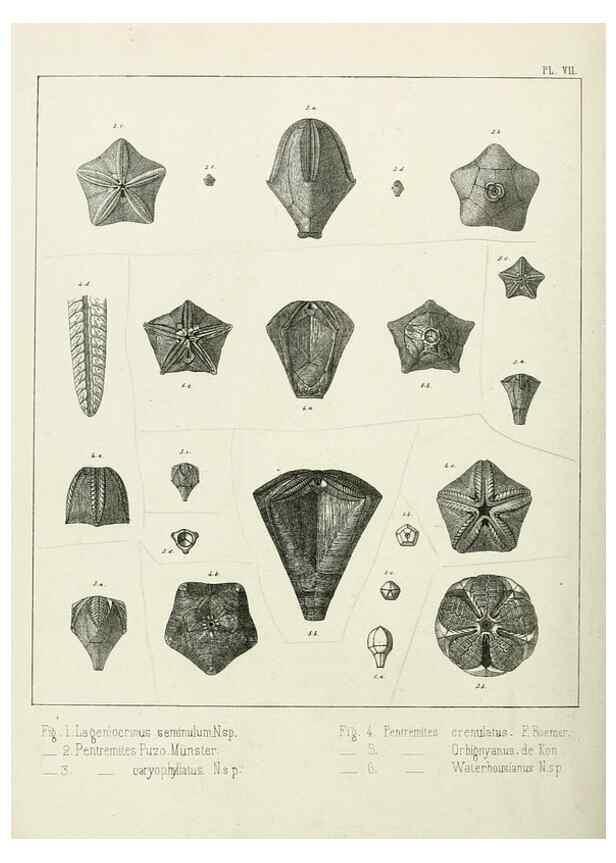 Reproducción/Reproduction 7879866952: Recherches sur les Crinoïdes du terrain Carbonifère de la Belgique, &c. /. 1854.