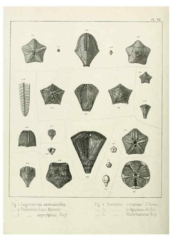 Reproducción/Reproduction 7879866952: Recherches sur les Crinoïdes du terrain Carbonifère de la Belgique, &c. /. 1854.