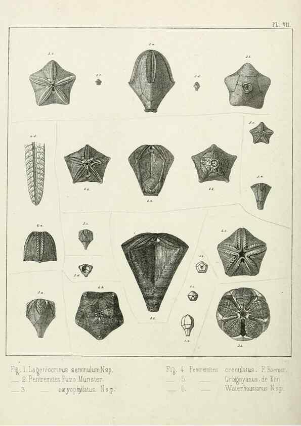 Reproducción/Reproduction 7879866952: Recherches sur les Crinoïdes du terrain Carbonifère de la Belgique, &c. /. 1854.