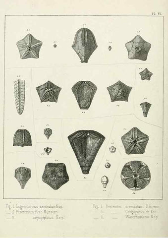 Reproducción/Reproduction 7879866952: Recherches sur les Crinoïdes du terrain Carbonifère de la Belgique, &c. /. 1854.