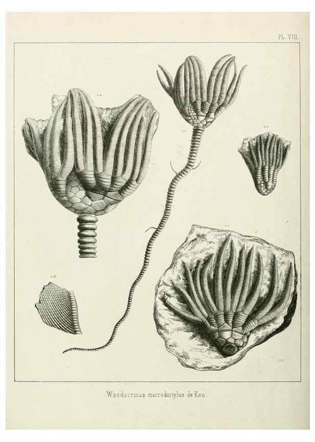 Reproducción/Reproduction 7879867766: Recherches sur les Crinoïdes du terrain Carbonifère de la Belgique, &c. /. 1854.