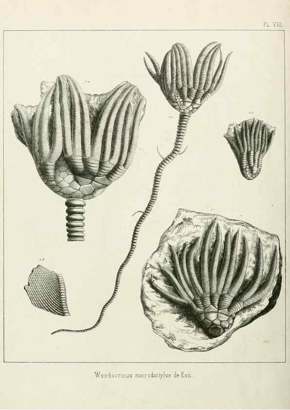 Reproducción/Reproduction 7879867766: Recherches sur les Crinoïdes du terrain Carbonifère de la Belgique, &c. /. 1854.