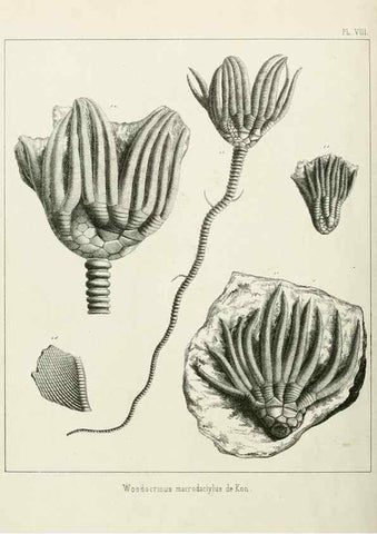 Reproducción/Reproduction 7879867766: Recherches sur les Crinoïdes du terrain Carbonifère de la Belgique, &c. /. 1854.