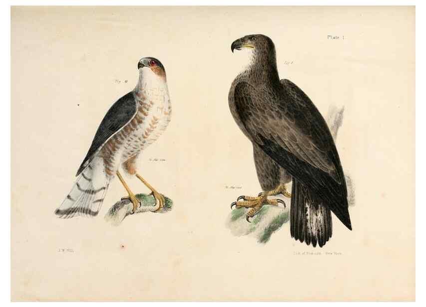 Reproducción/Reproduction 7894644296: Zoology of New York;. Albany :W. & A. White & J. Visscher :1842-44.
