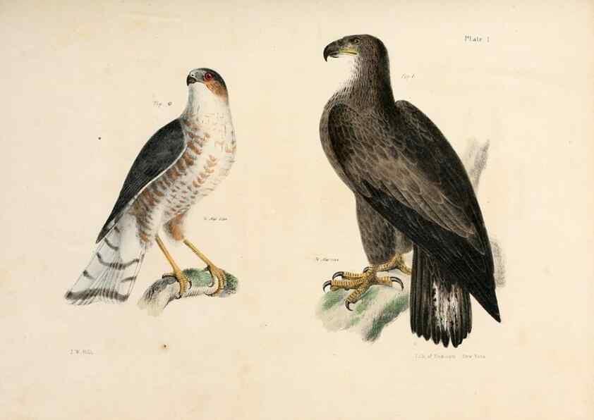 Reproducción/Reproduction 7894644296: Zoology of New York;. Albany :W. & A. White & J. Visscher :1842-44.