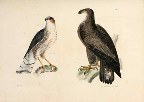 Reproducción/Reproduction 7894644296: Zoology of New York;. Albany :W. & A. White & J. Visscher :1842-44.