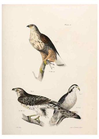 Reproducción/Reproduction 7894645164: Zoology of New York;. Albany :W. & A. White & J. Visscher :1842-44.