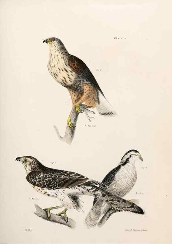 Reproducción/Reproduction 7894645164: Zoology of New York;. Albany :W. & A. White & J. Visscher :1842-44.
