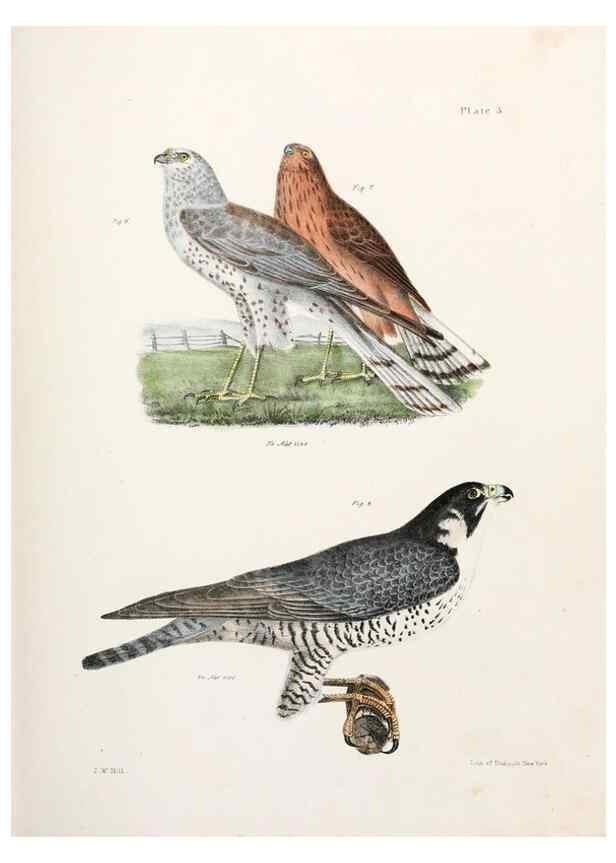 Reproducción/Reproduction 7894645926: Zoology of New York;. Albany :W. & A. White & J. Visscher :1842-44.