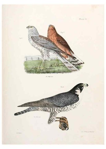 Reproducción/Reproduction 7894645926: Zoology of New York;. Albany :W. & A. White & J. Visscher :1842-44.