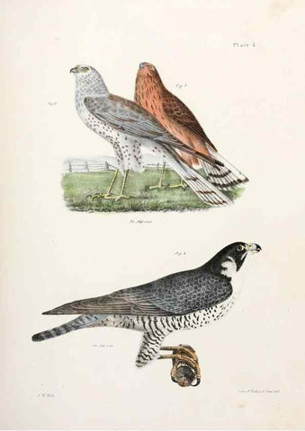 Reproducción/Reproduction 7894645926: Zoology of New York;. Albany :W. & A. White & J. Visscher :1842-44.