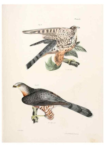 Reproducción/Reproduction 7894646612: Zoology of New York;. Albany :W. & A. White & J. Visscher :1842-44.