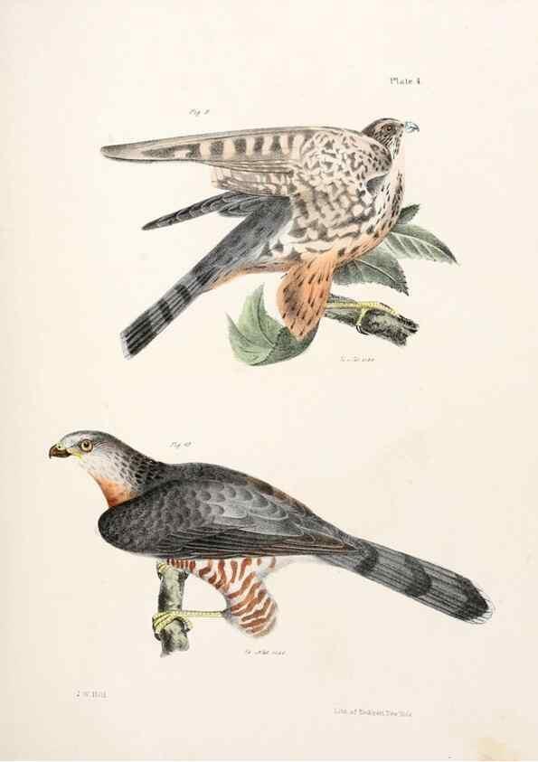Reproducción/Reproduction 7894646612: Zoology of New York;. Albany :W. & A. White & J. Visscher :1842-44.