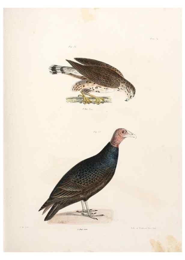 Reproducción/Reproduction 7894647424: Zoology of New York;. Albany :W. & A. White & J. Visscher :1842-44.