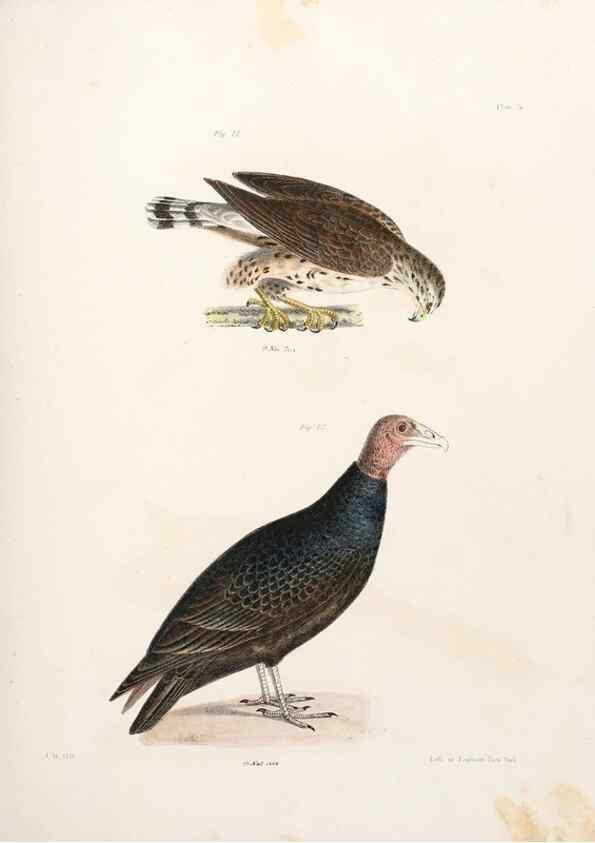 Reproducción/Reproduction 7894647424: Zoology of New York;. Albany :W. & A. White & J. Visscher :1842-44.